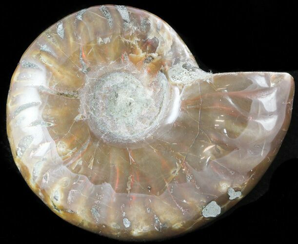 Flashy Red Iridescent Ammonite - Wide #45775